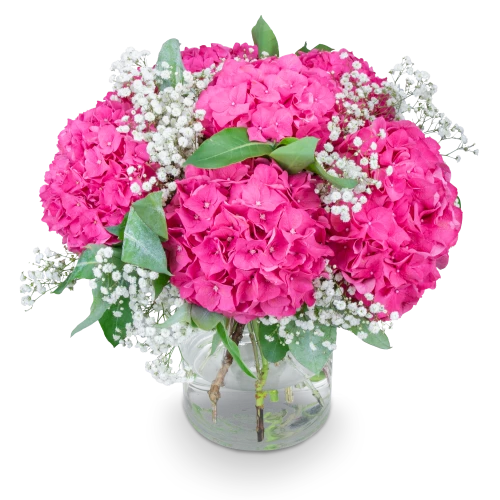 Bouquet of hydrangeas